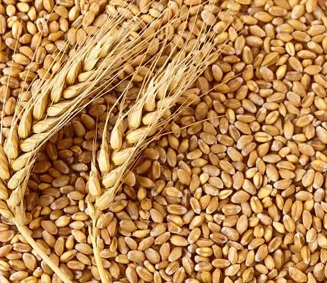 SHARABATI WHEAT
