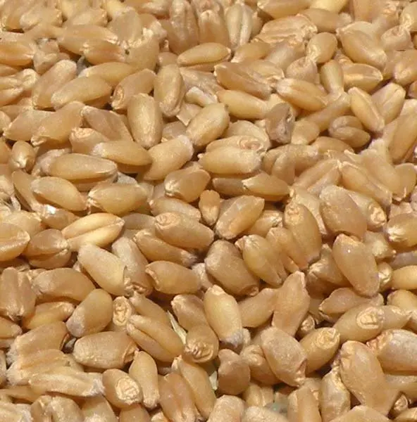 HD 3086  WHEAT