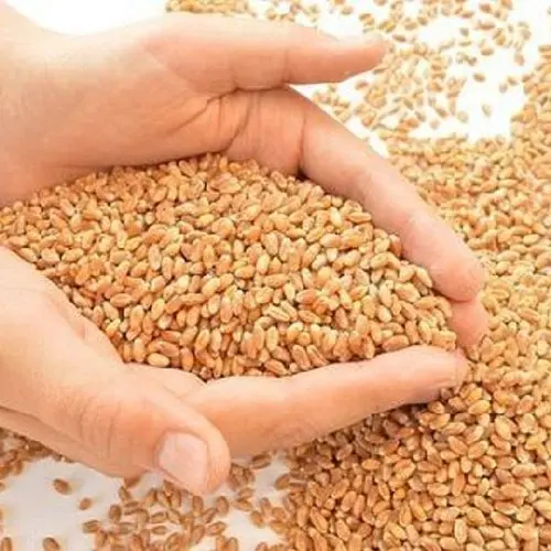 LOWER GRADE WHEAT