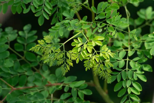 MORINGA LEAVES