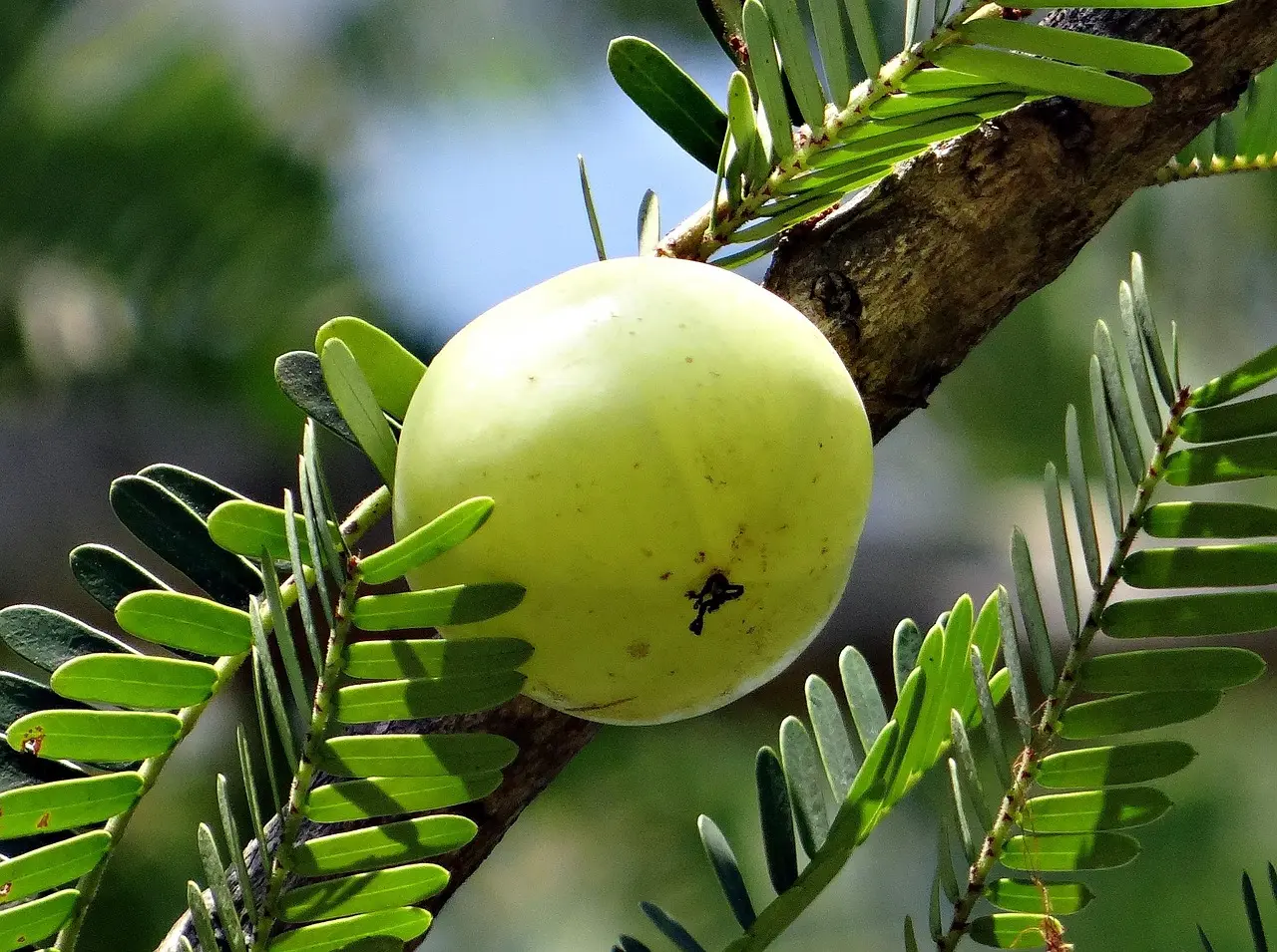 AMLA WHOLE