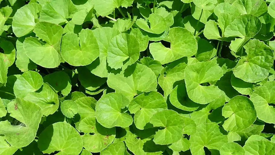 BRAHMI