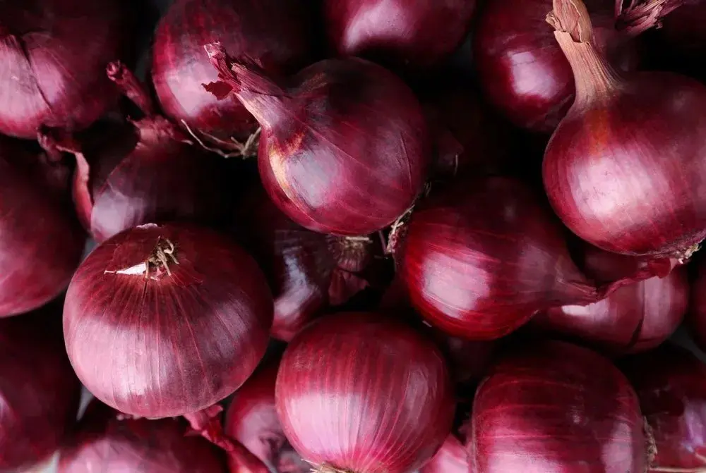ONION AGRIFOUND DARK RED