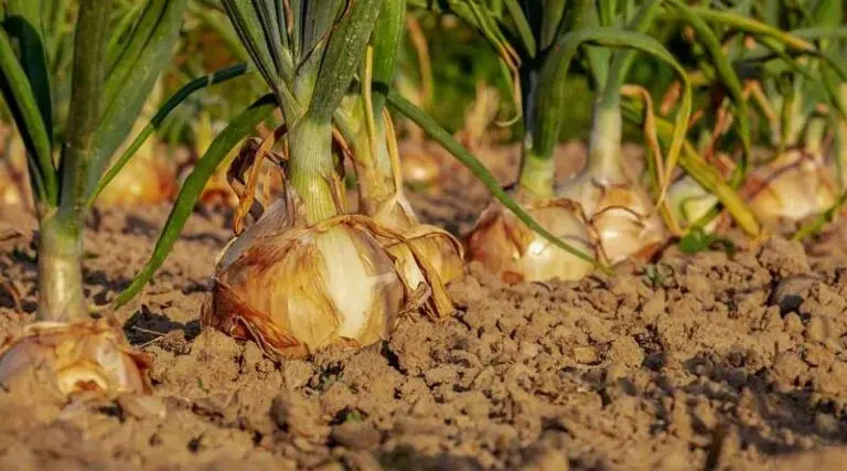 AGRIFOUND WHITE ONION