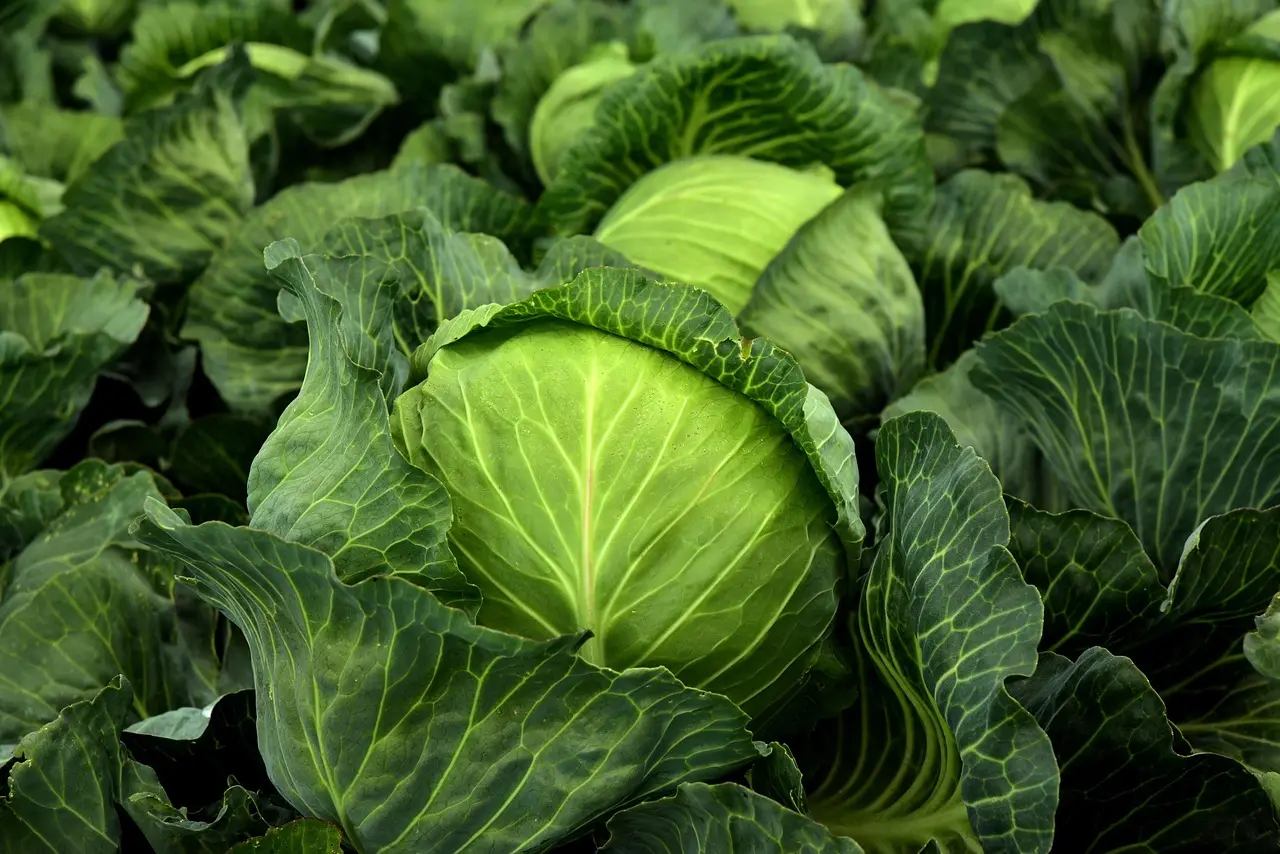 CABBAGE GRANUELS